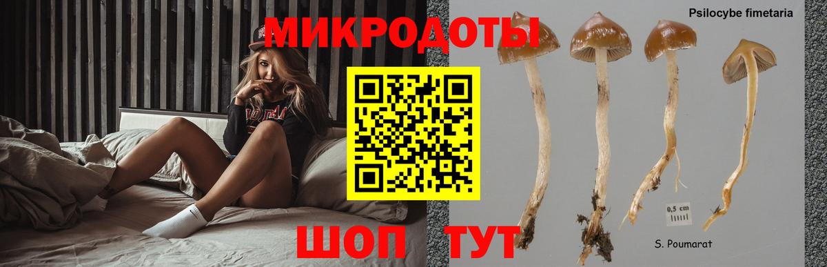 Галлюциногенные грибы Psilocybe Оренбург